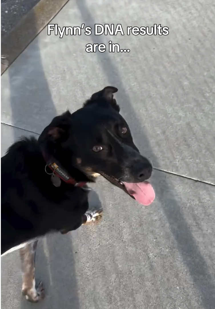 @Embark Vet