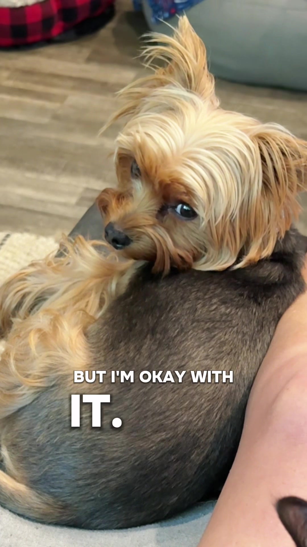 @newyorkiebymilo
