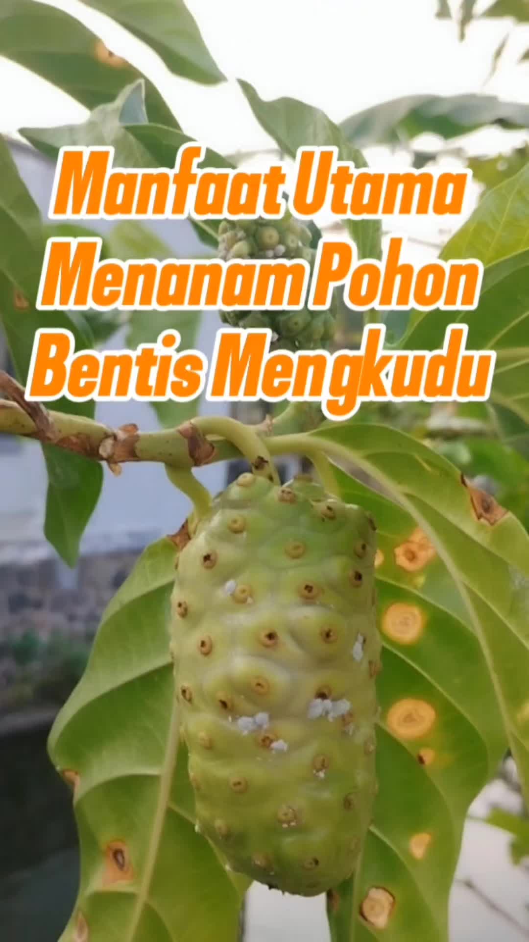 @Bukit Farming