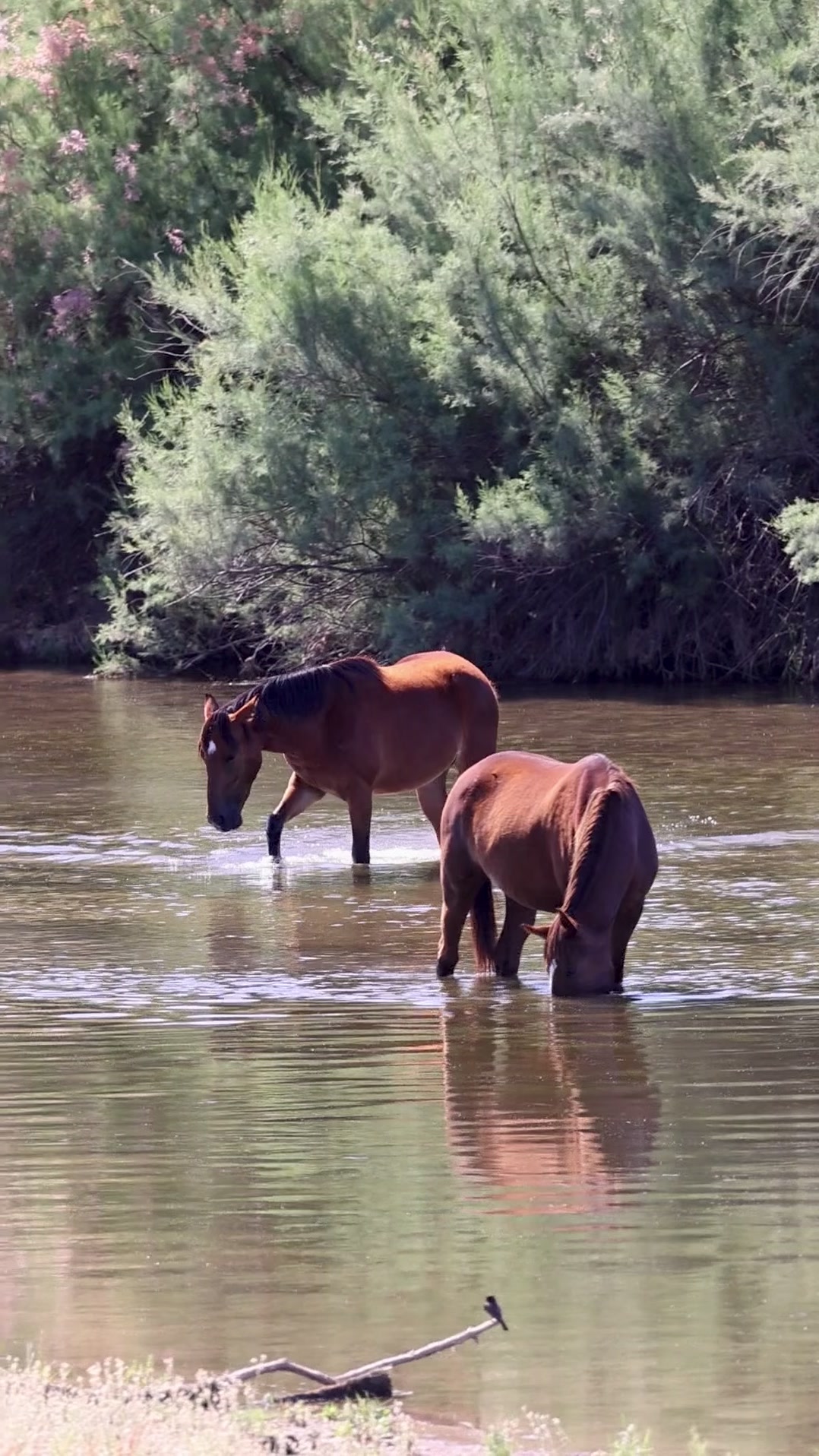 @ASMR Nature Love