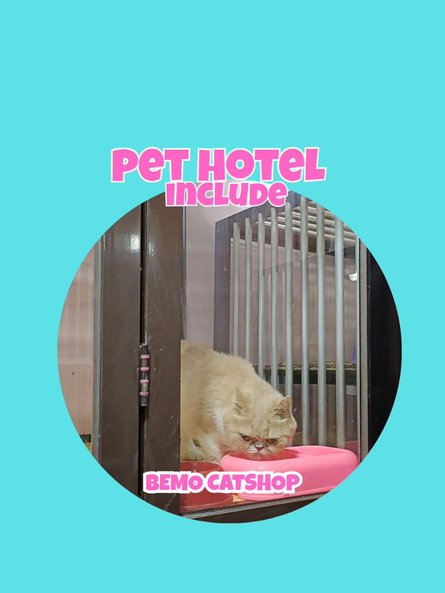 @Bemo Catshop