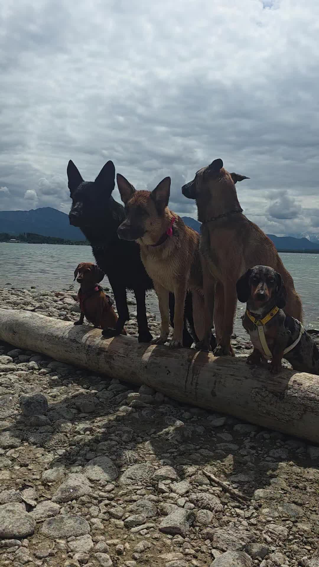 @Doggenkuh_Luna