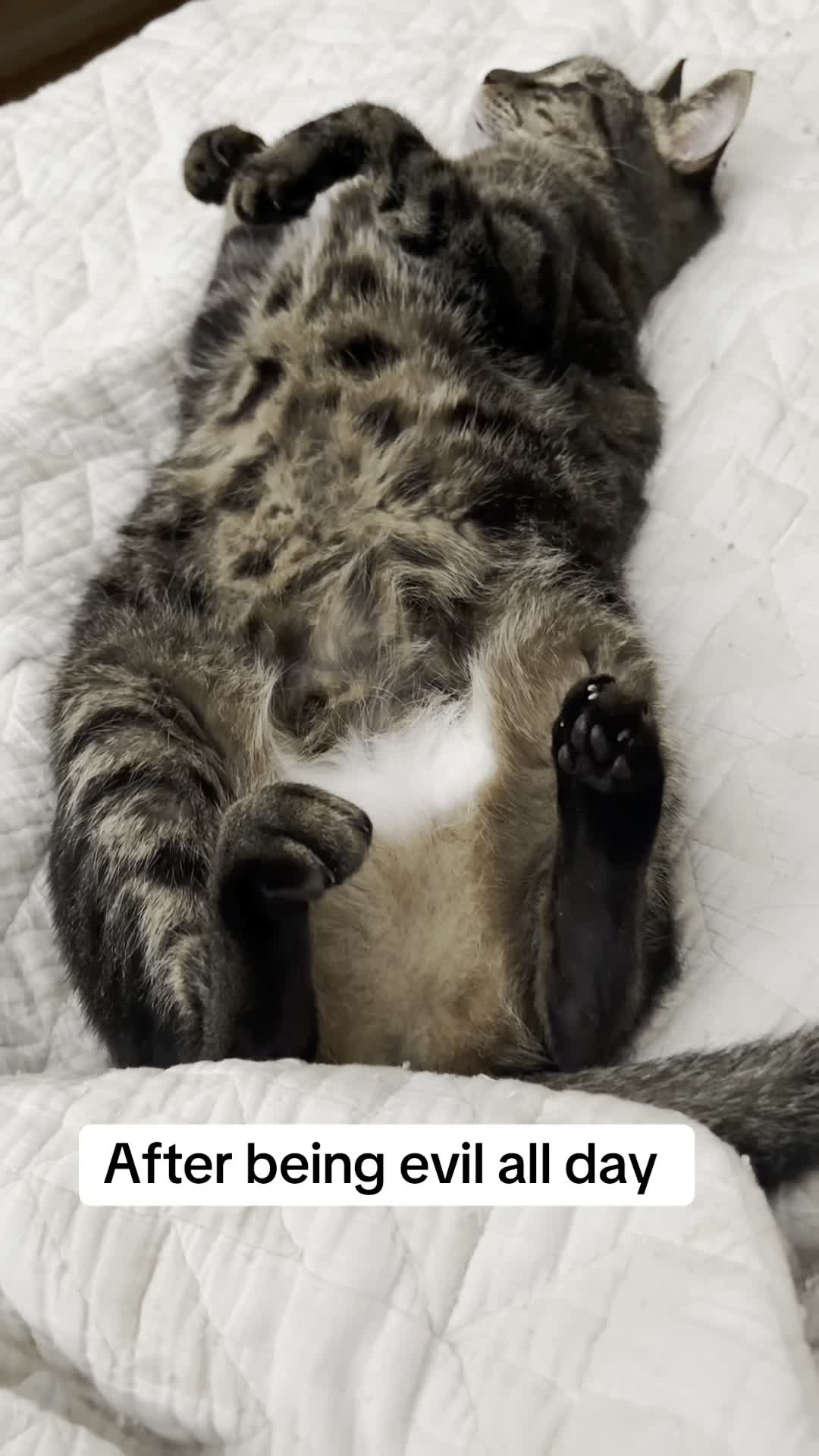 @Five.Meows
