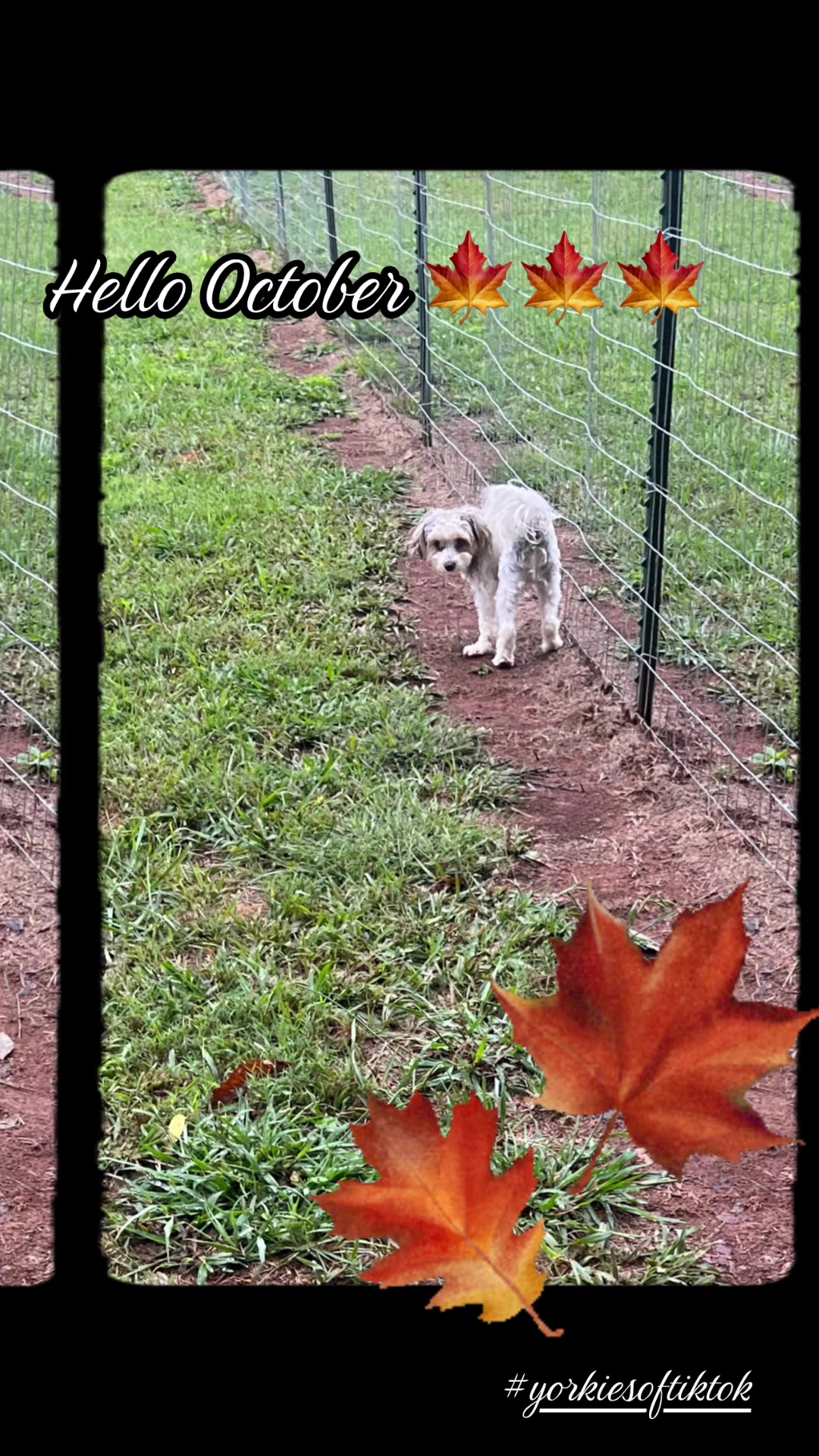 @Angie@k9kennels🐾