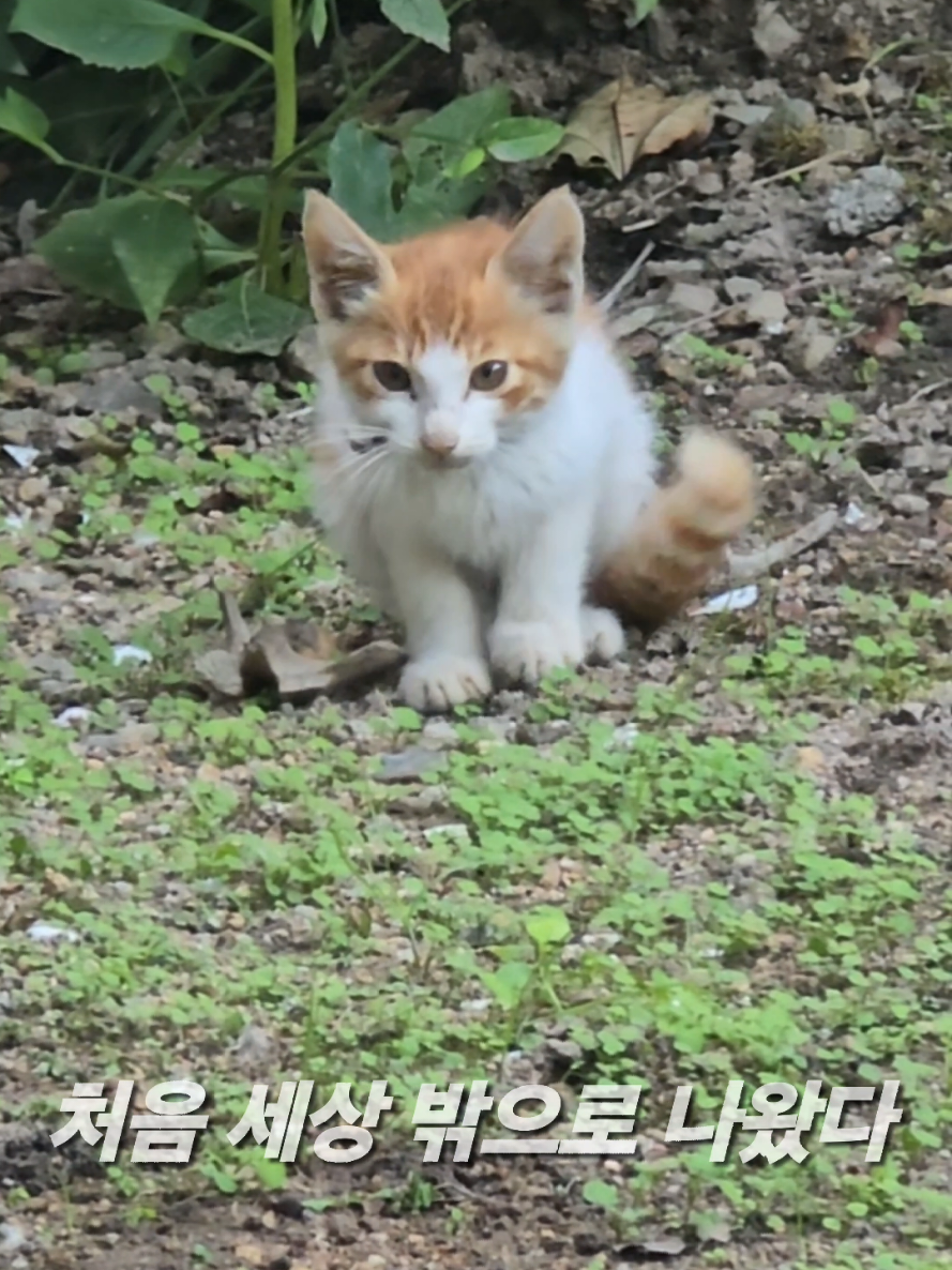 @유튜브 윤파머 납작복숭아