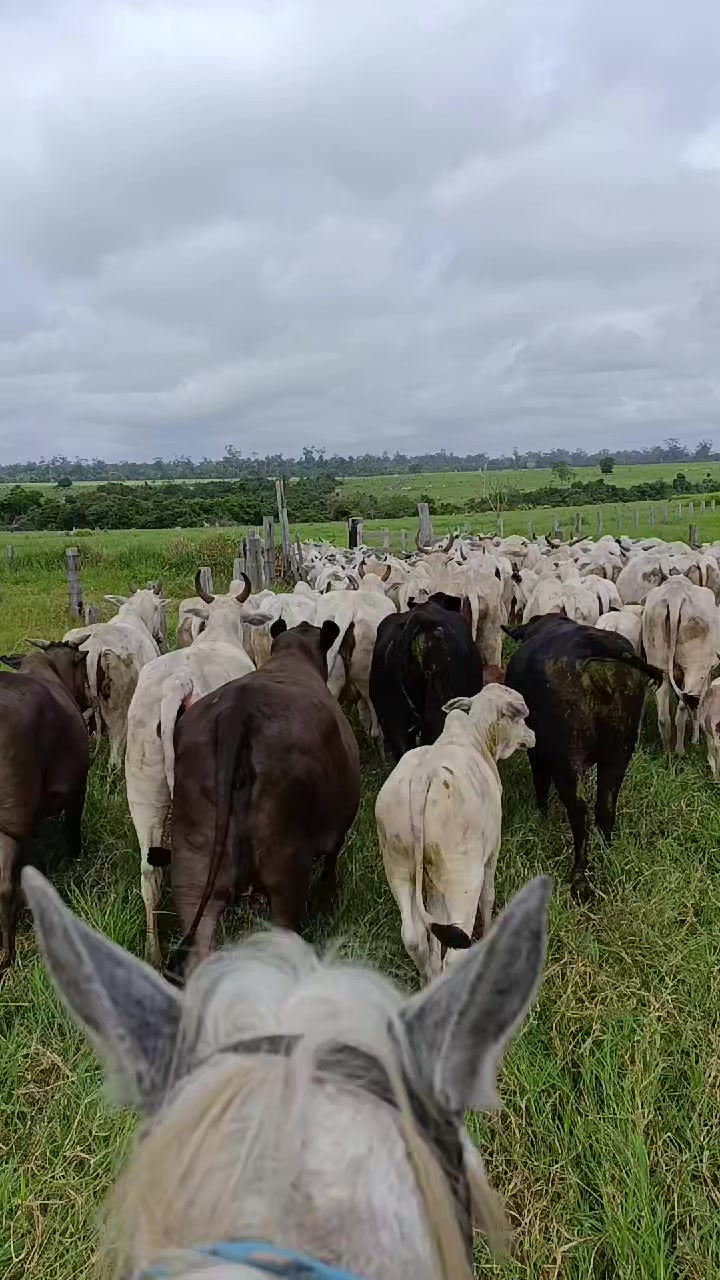 @Izaias Santos