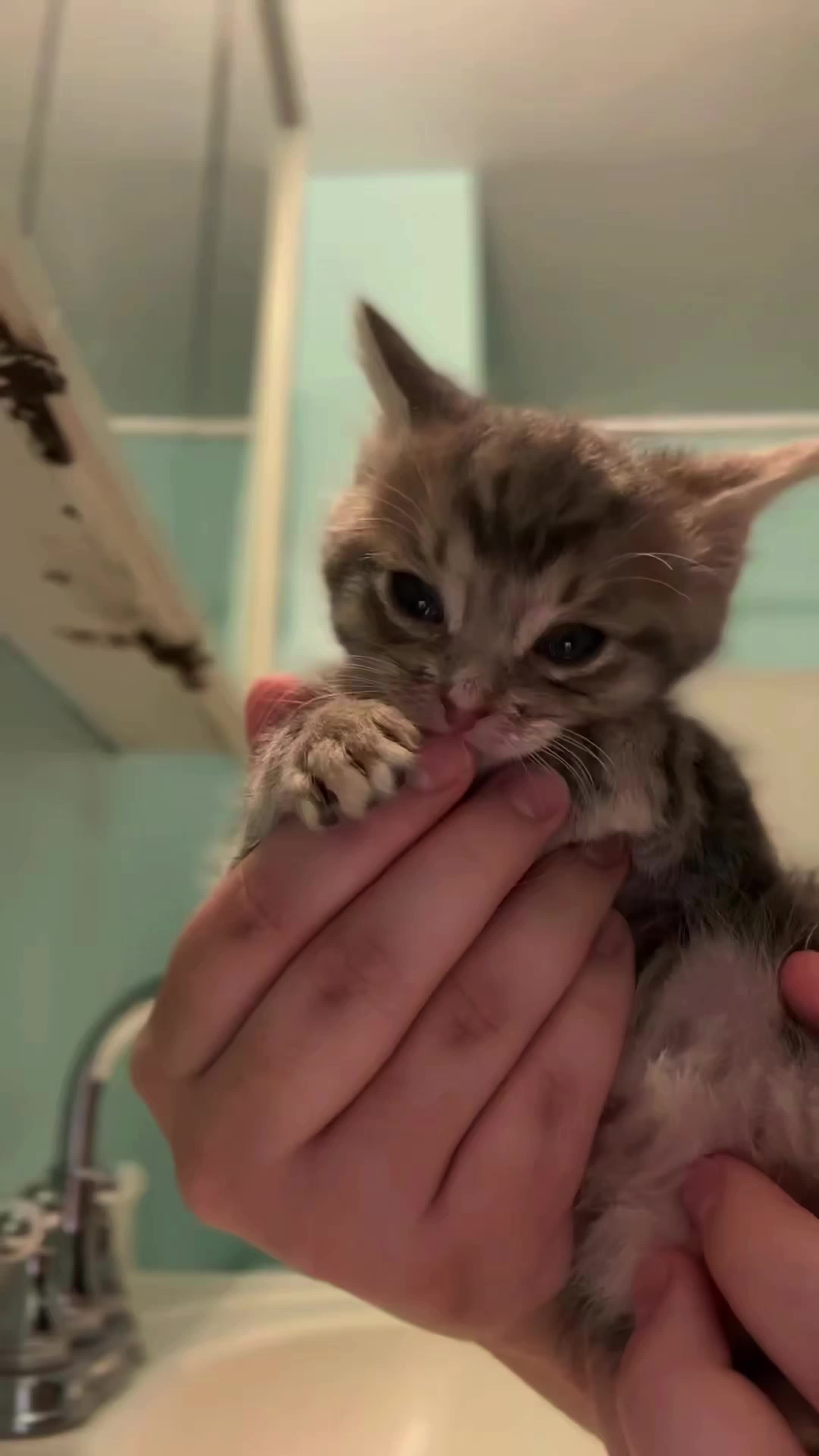 @𝗖𝗔𝗧𝗦