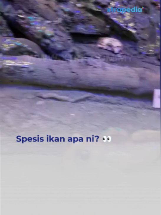 @XTRA