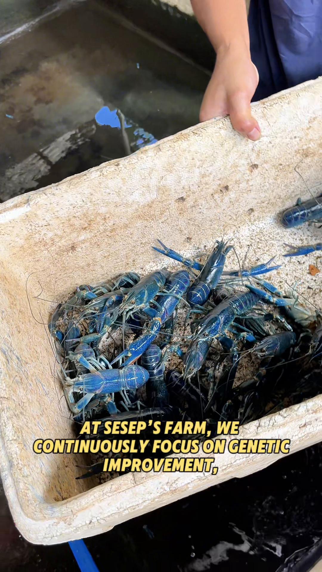@Seseps Farm