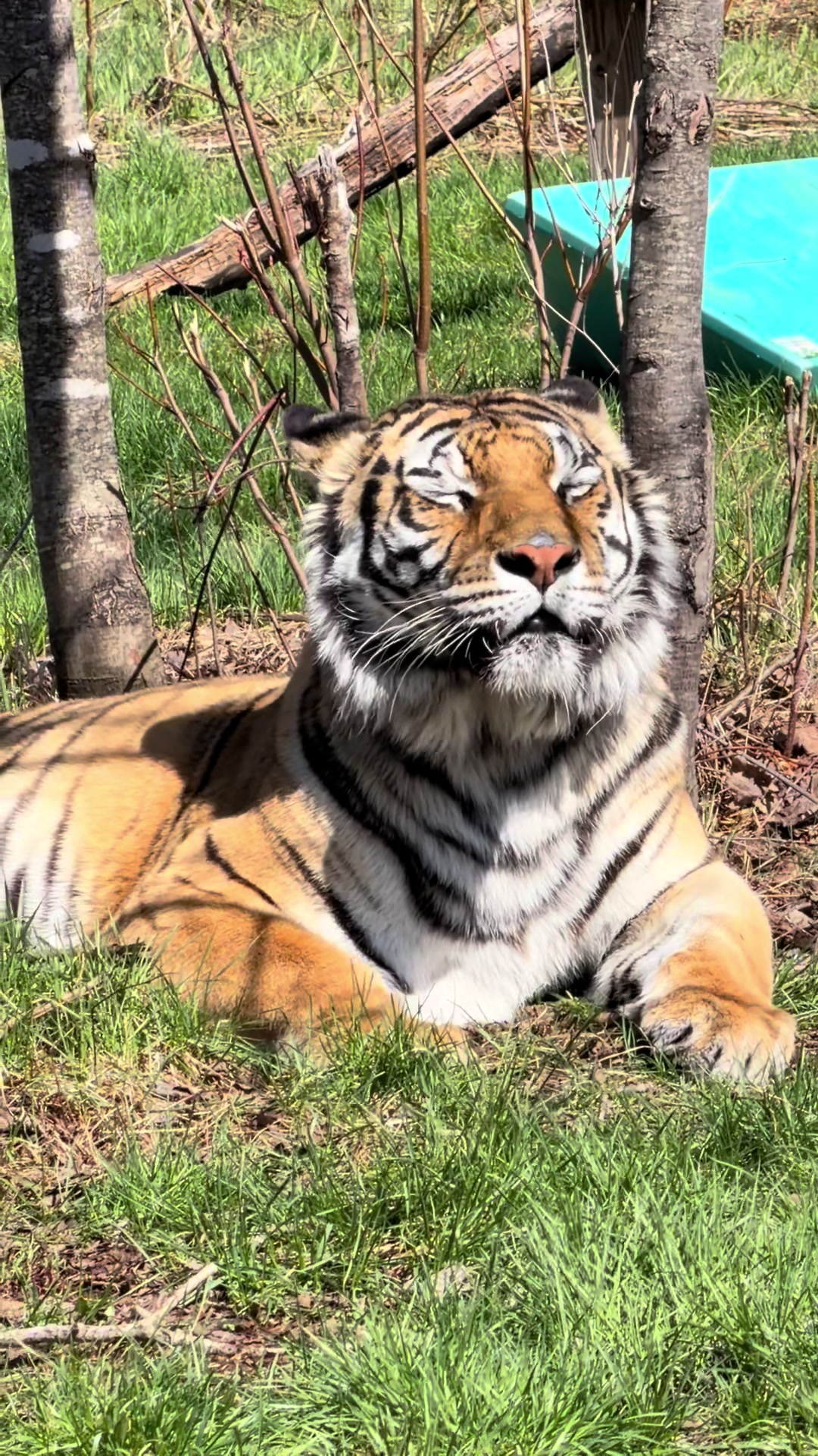 @The Wildcat Sanctuary
