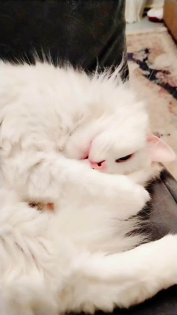 @Kedi_BULUT