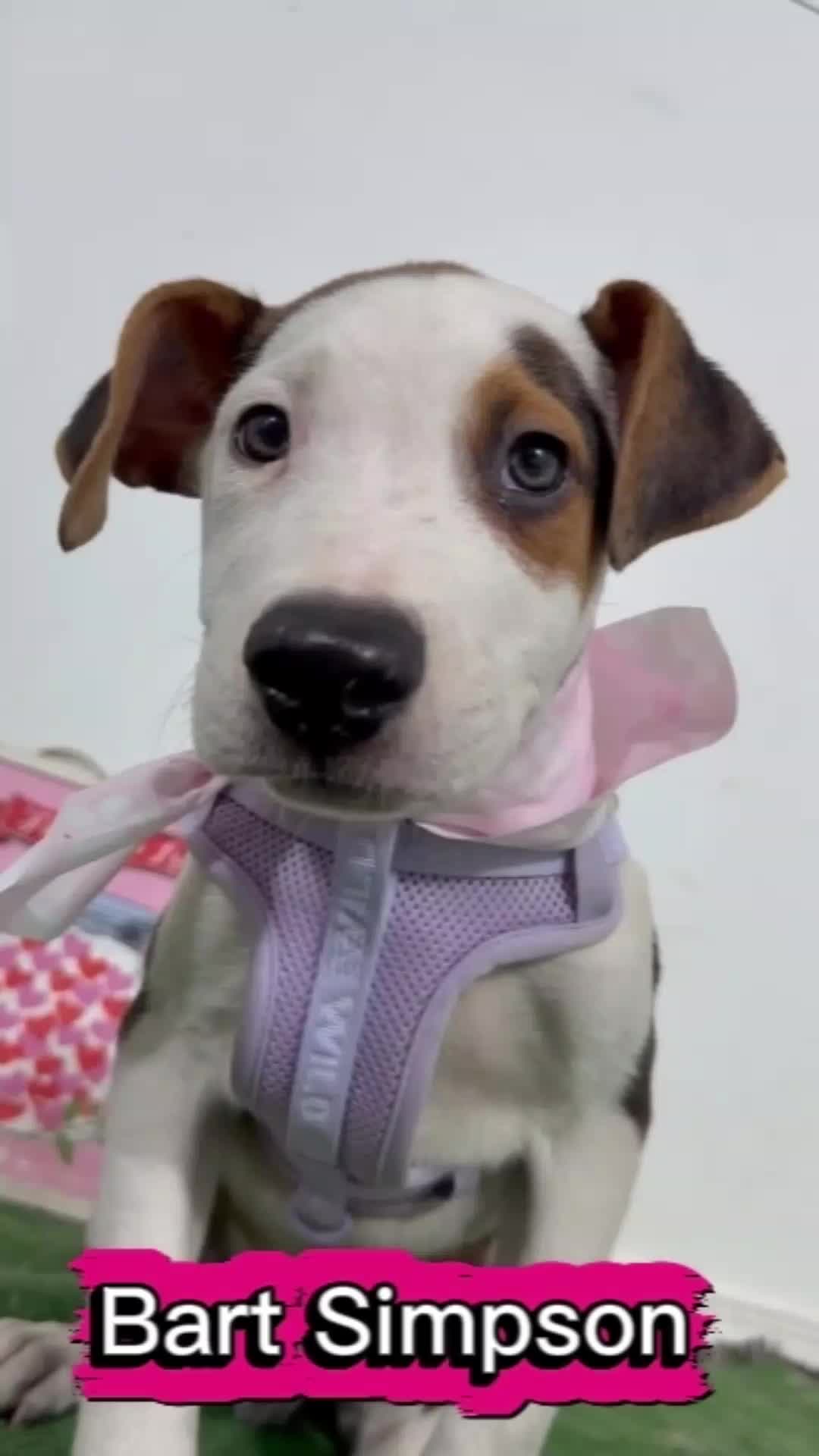@Amazing Dogs Rescue