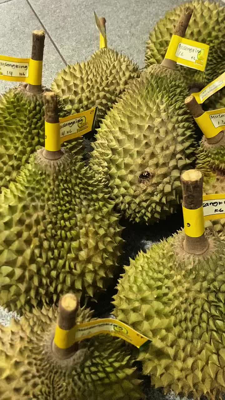 @CICIP DURIAN