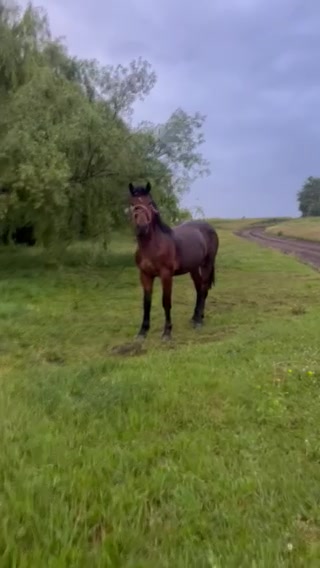 @🐴Horses🐴
