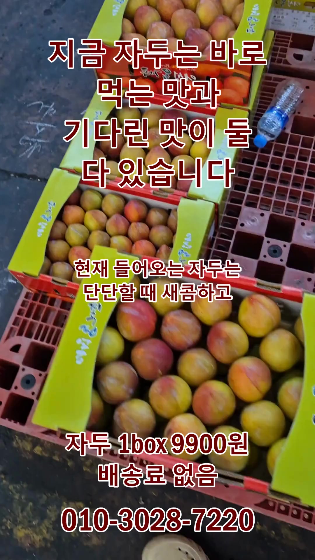 @새콤과일장터