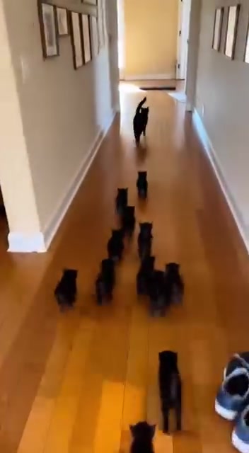 @blackkitties