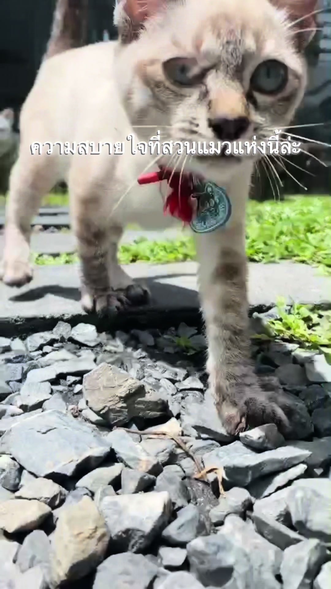 @happycatgarden.thailand