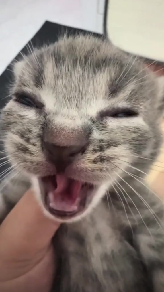 @catbosssss