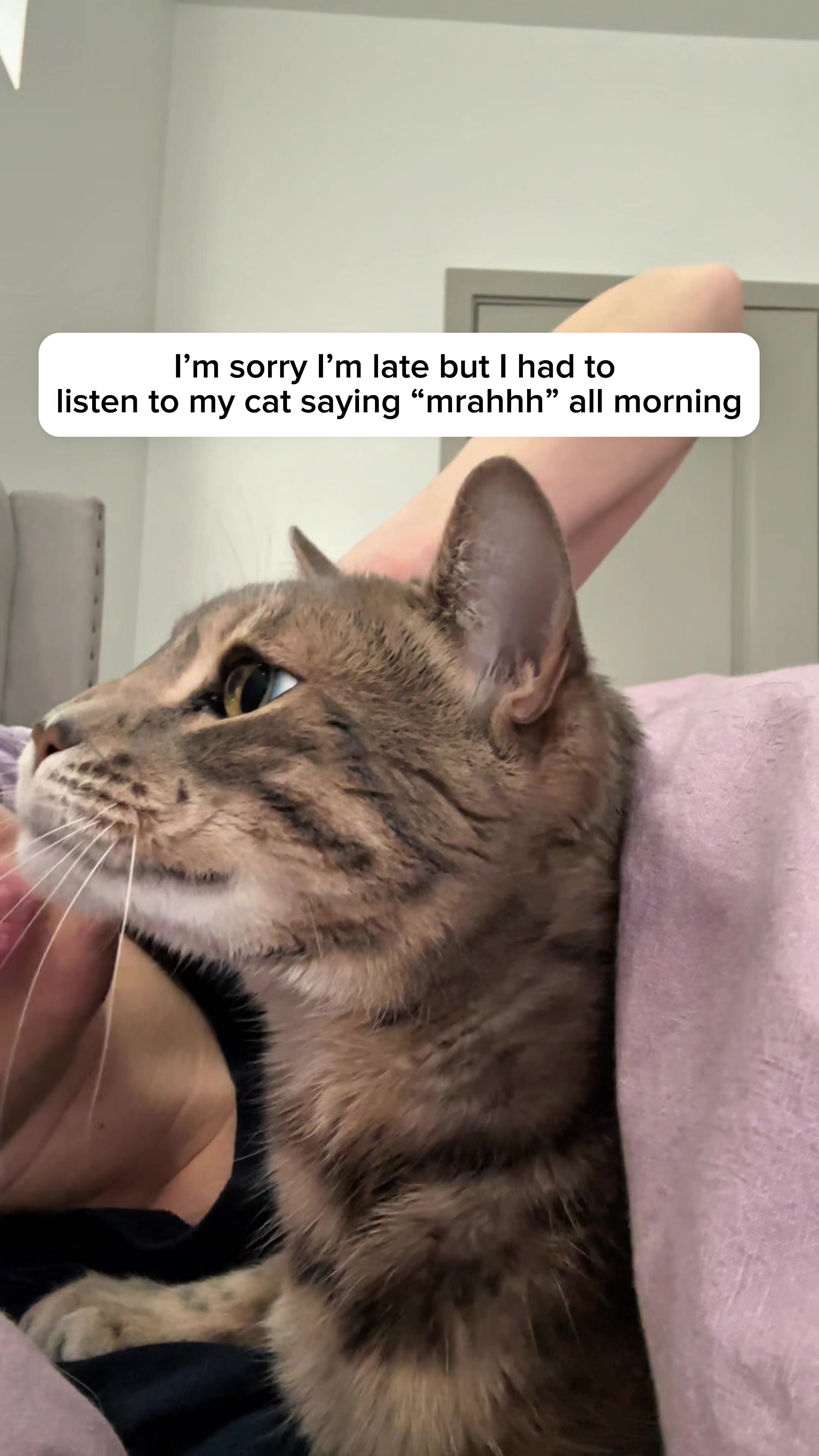 @Mochi the Bengal