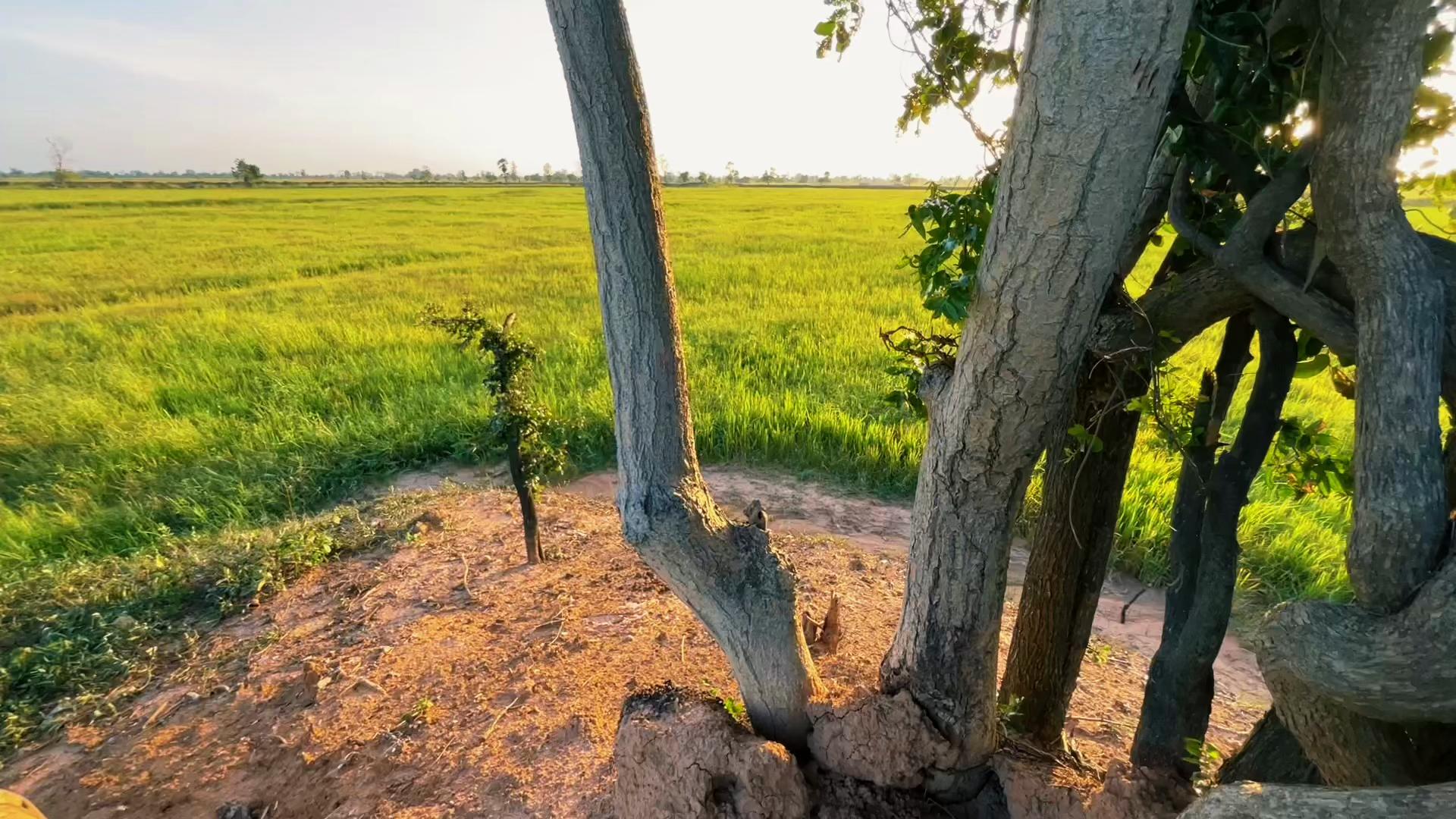 @HENG-ហេង៚ 🌾🌅💛