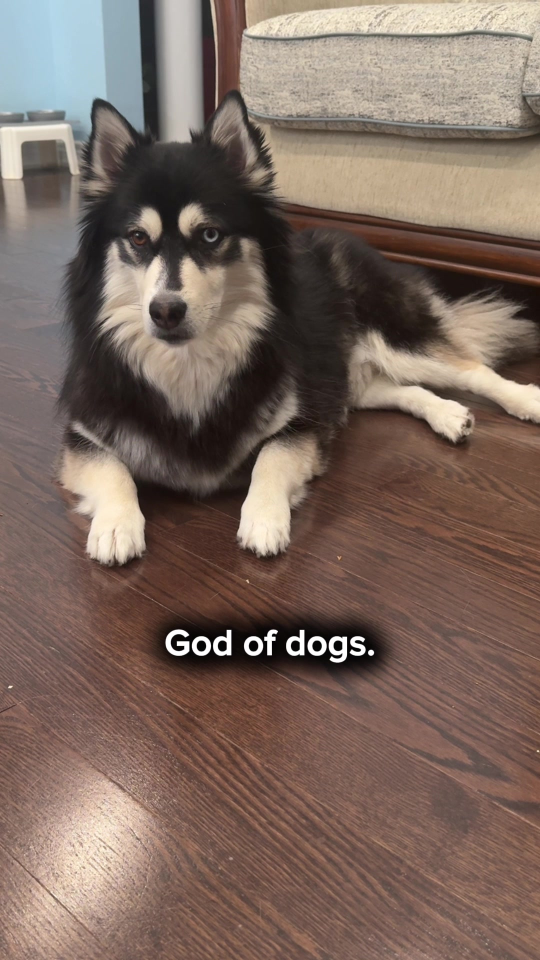 @Zeus the Pomsky🐾