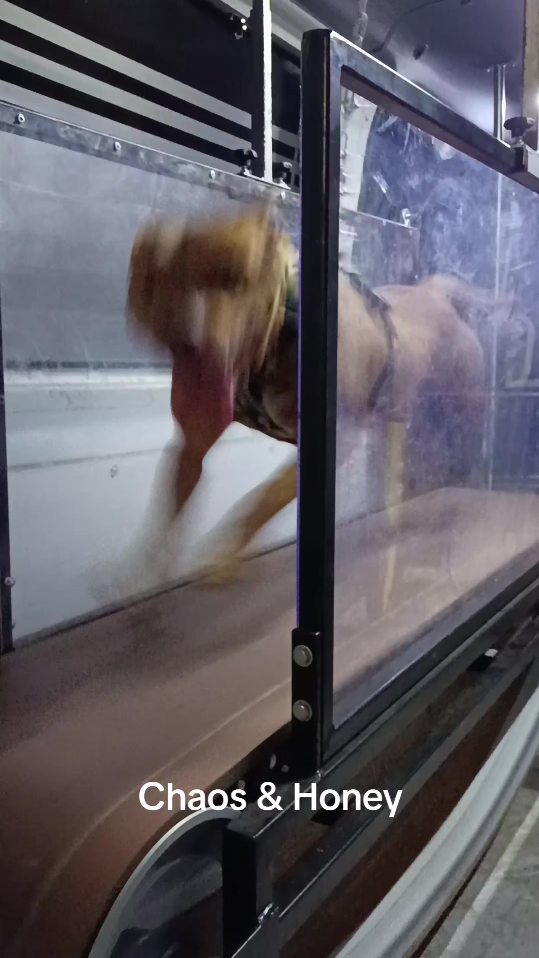 @Canine Conditioning
