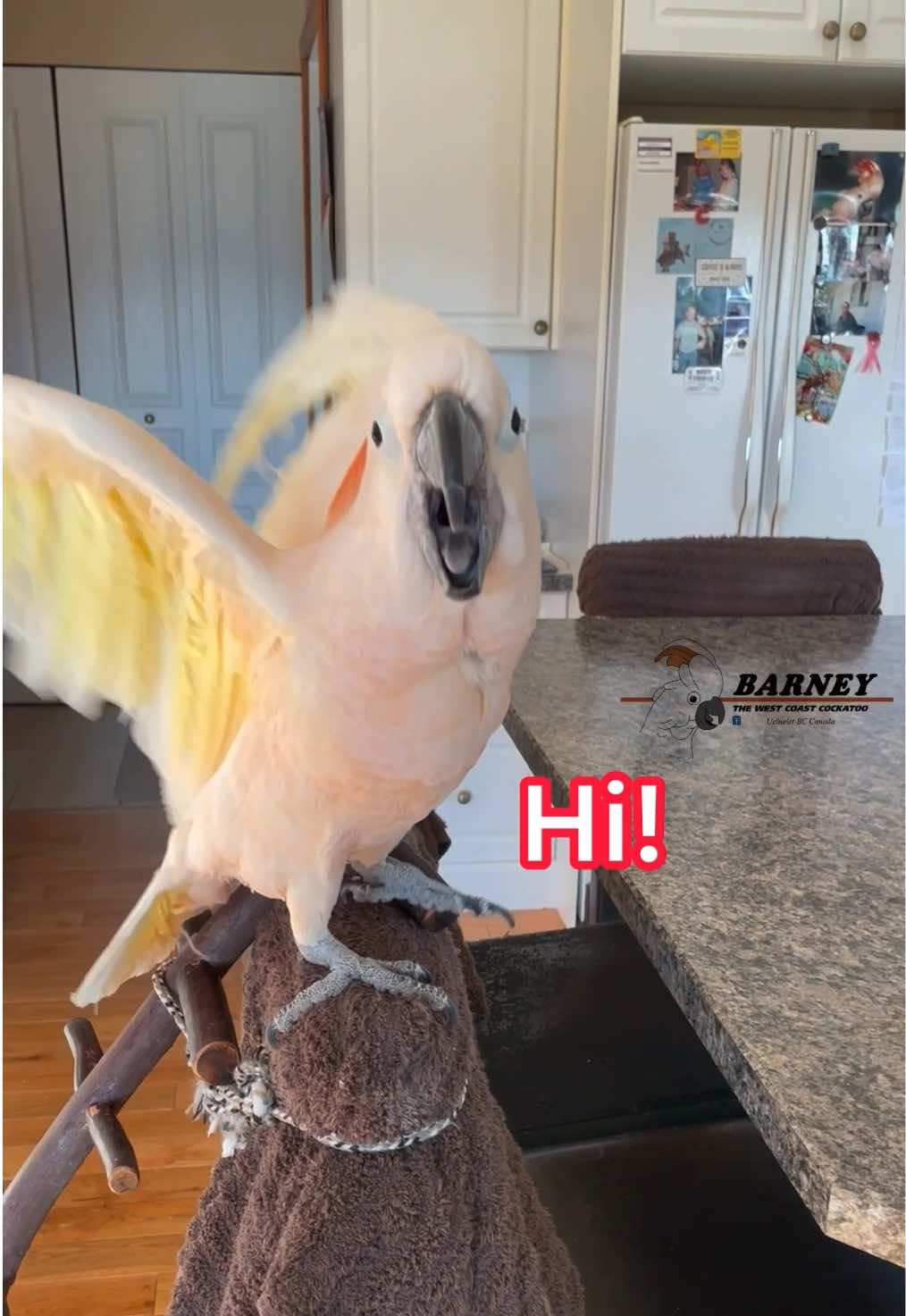 @Barney the West Coast Cockatoo