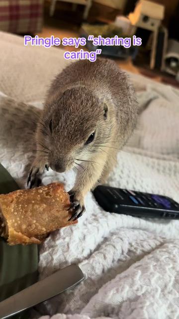 @Sarahsquirrels43🐿️