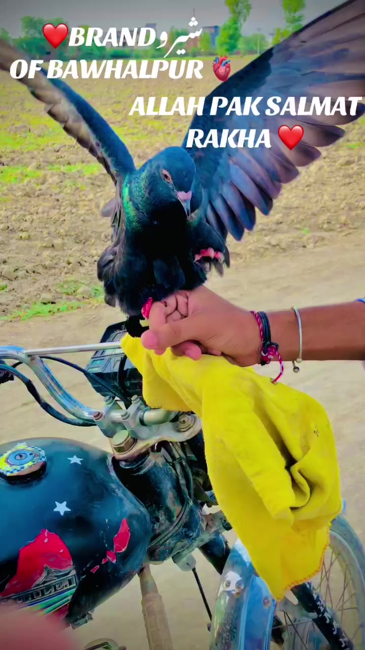 @😵شھنام کھوکھر کھتے ھیں 💀🥷