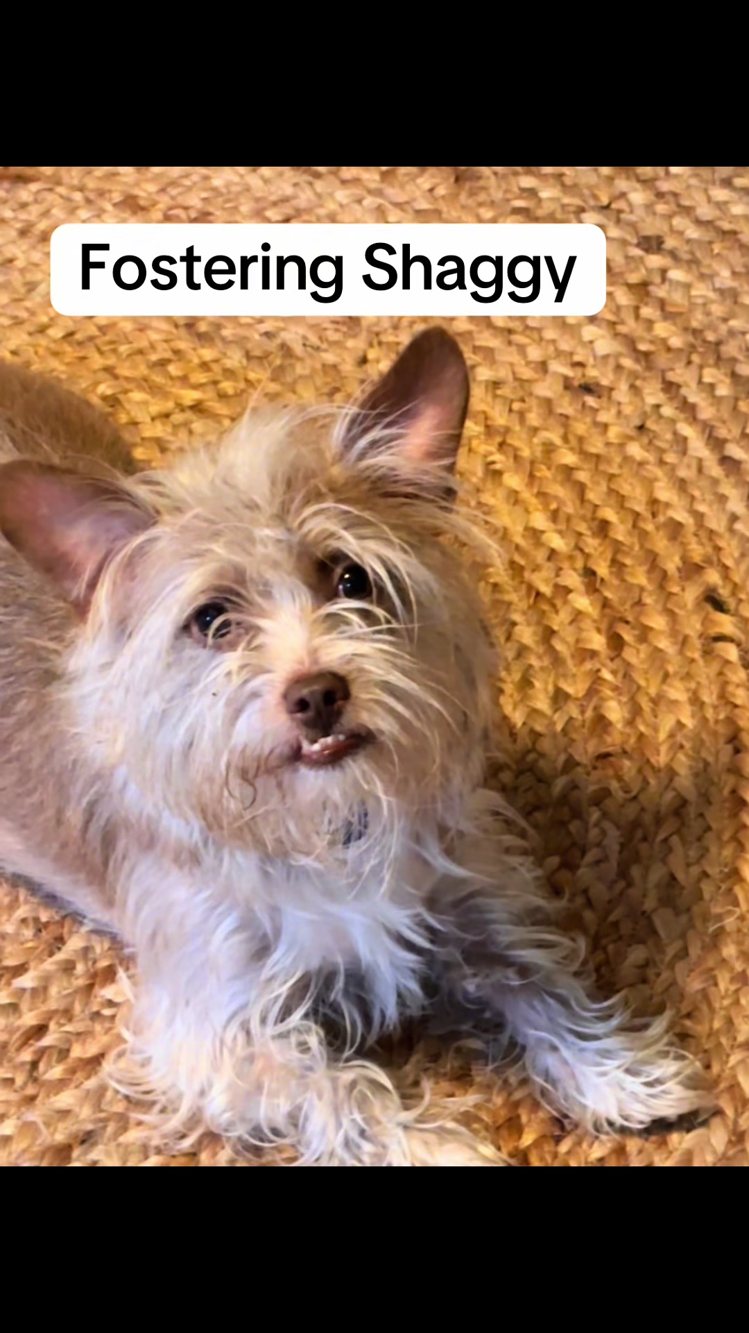 @LittleDog&Bogie