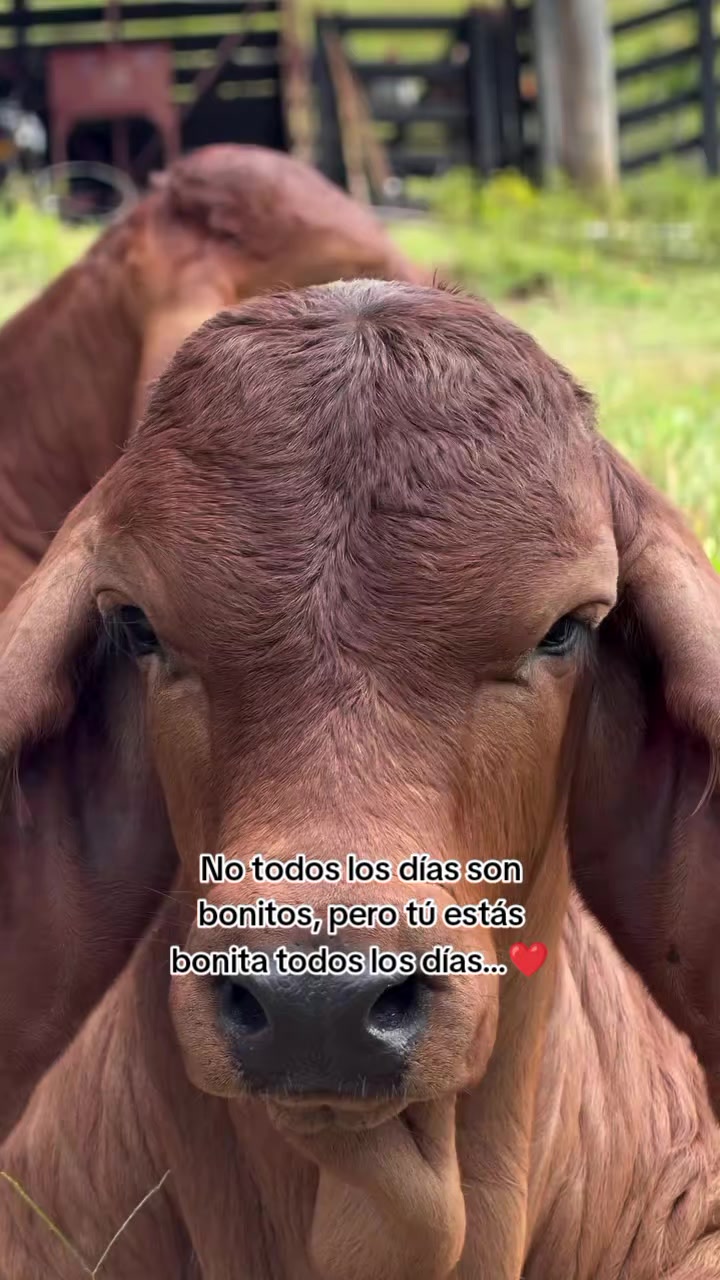 @Robin🐄🐄🤠🤠🐎🐎🇬🇹🇬🇹