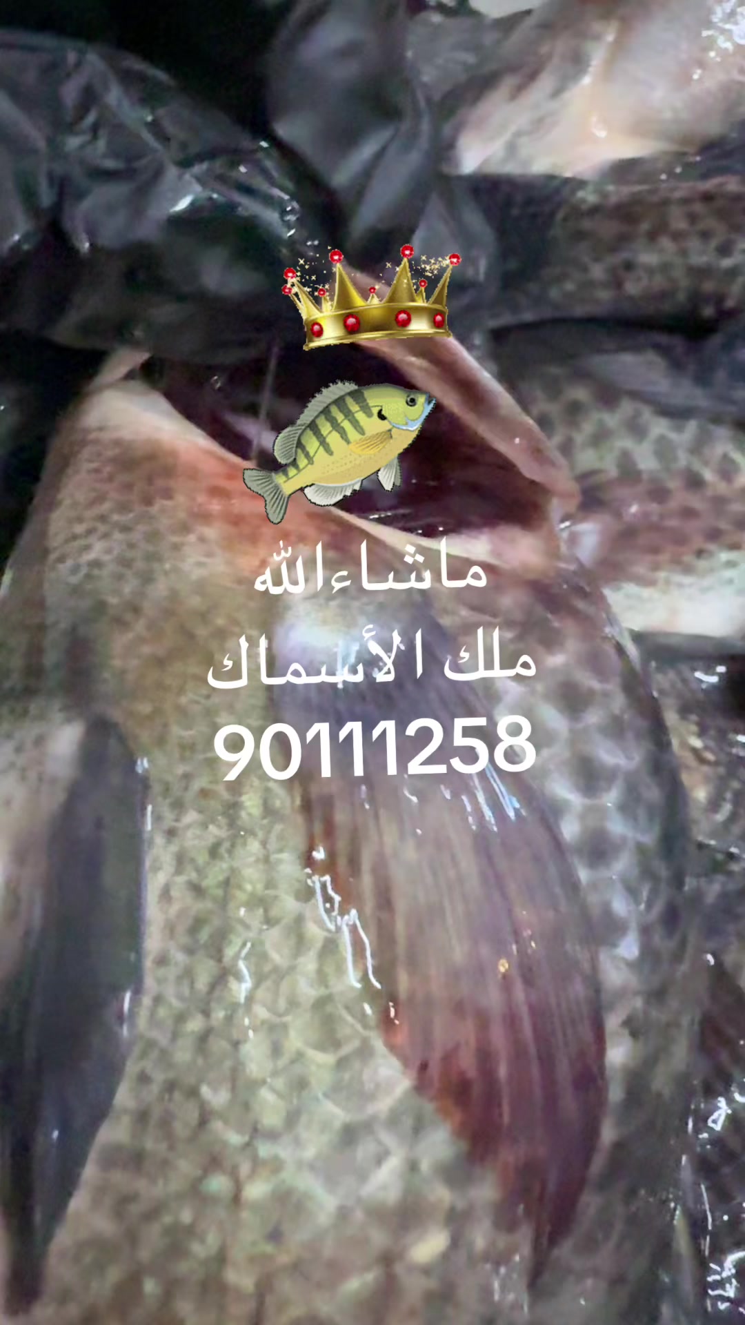 @KING FISH 🇴🇲 مـلـك الأســماك