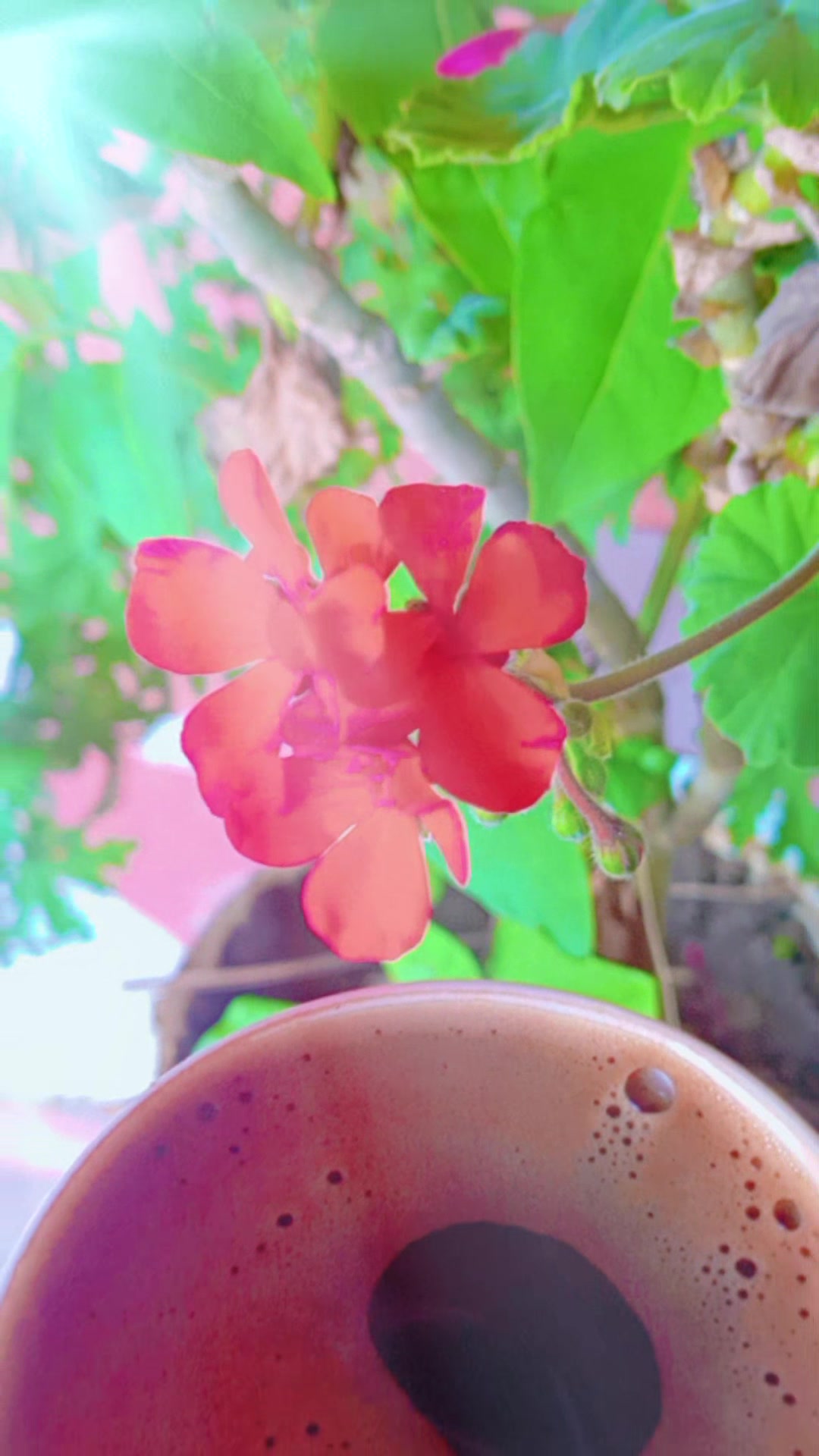 @{ุฒููุฑ๐บุงูุญูุงุฉ )@