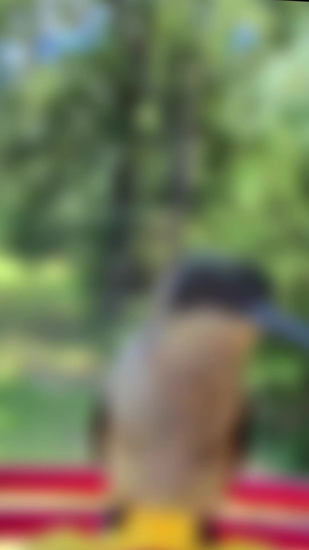 @BirderInaBronco