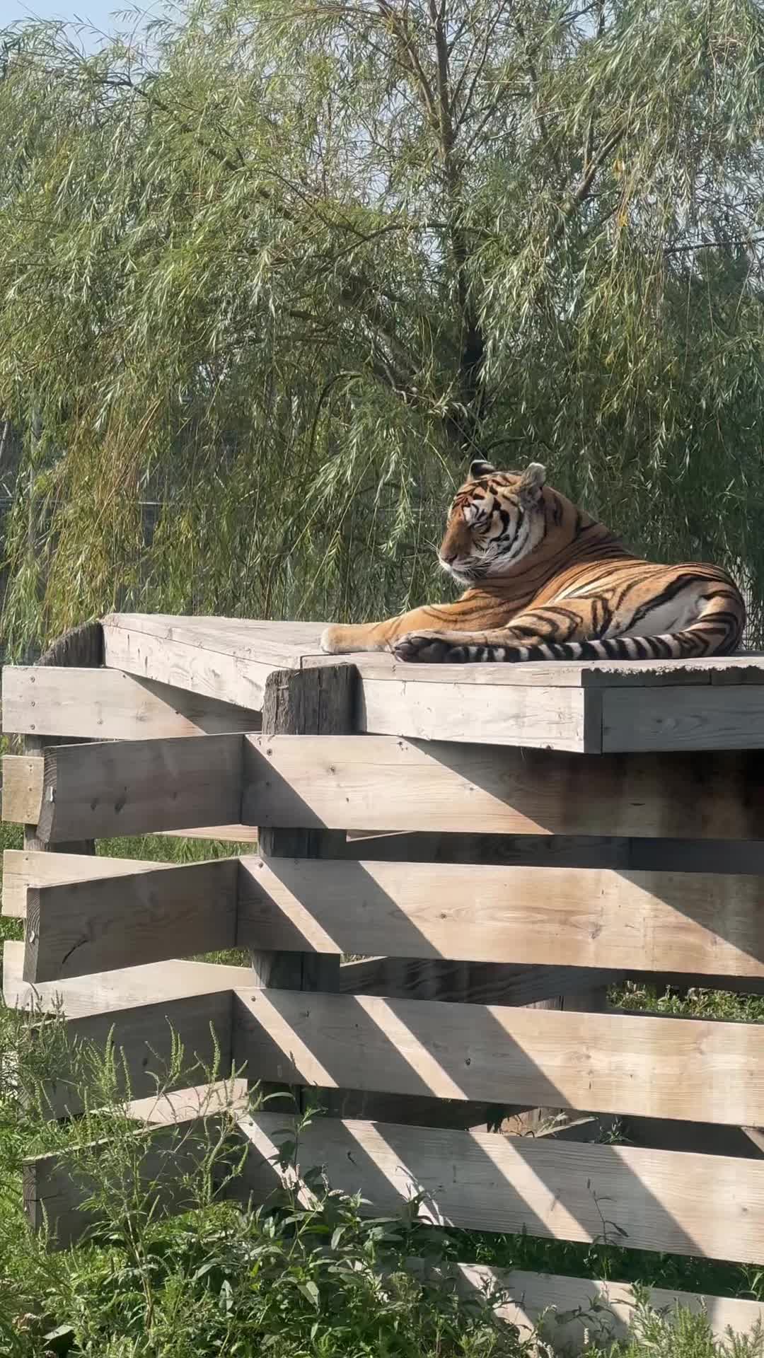 @The Wildcat Sanctuary