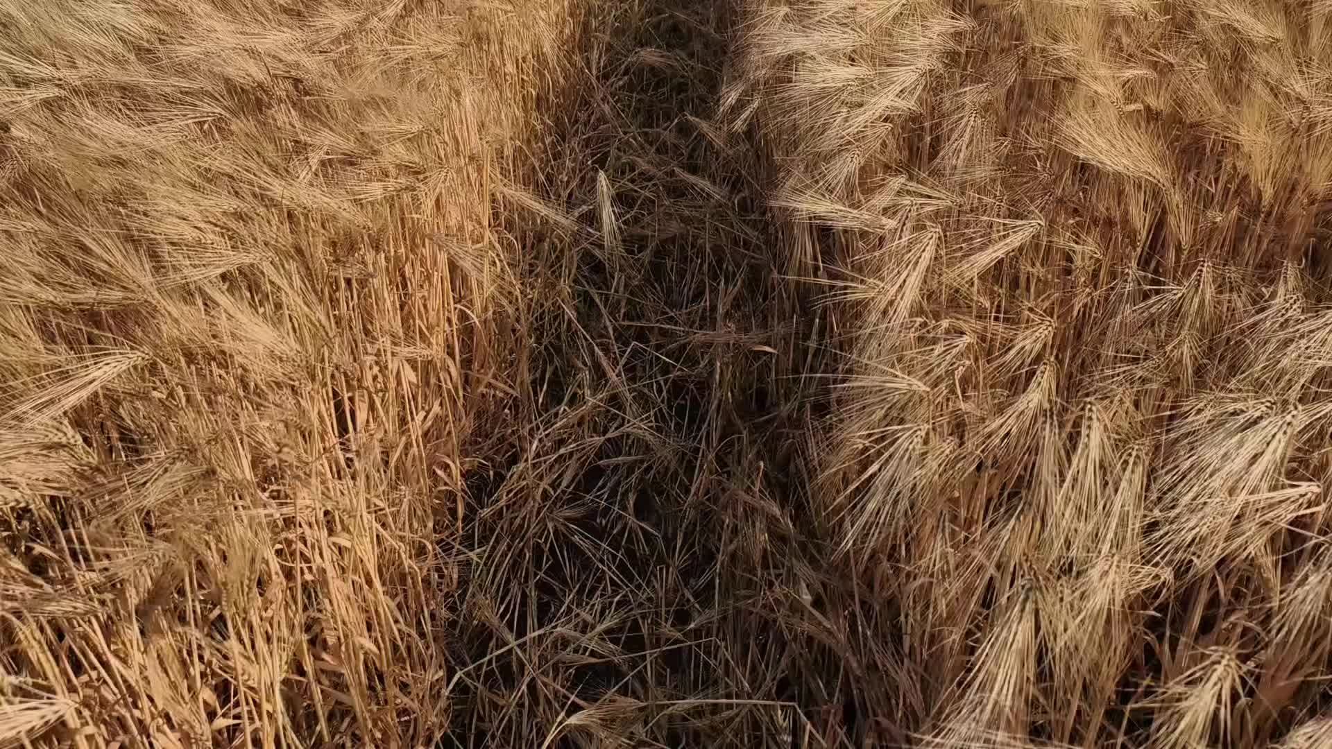 @C u r s e d  L i f e