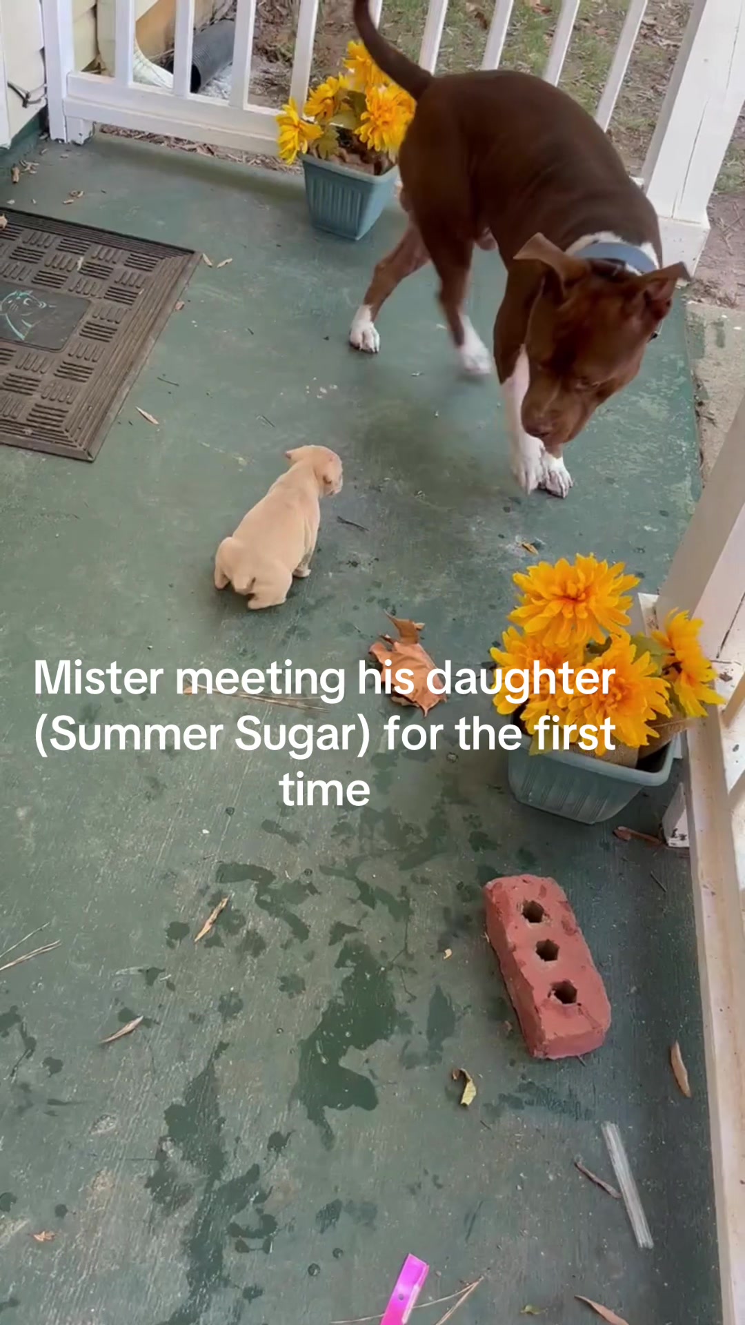 @Mister_granger