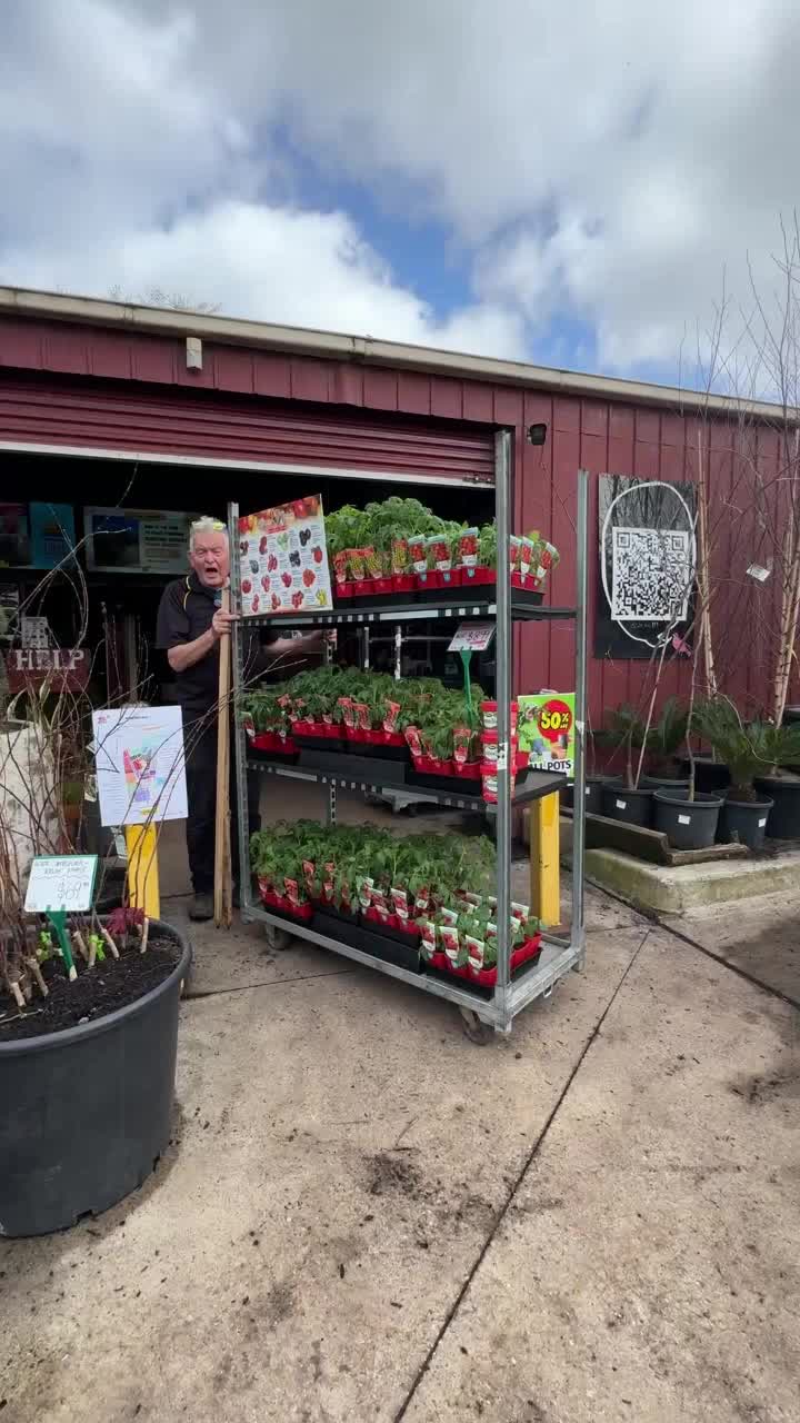 @Hello Hello Plants Nursery