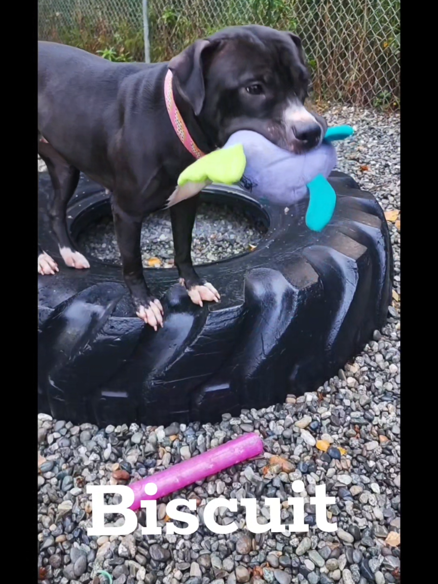 @Anchorage Animal Care Control