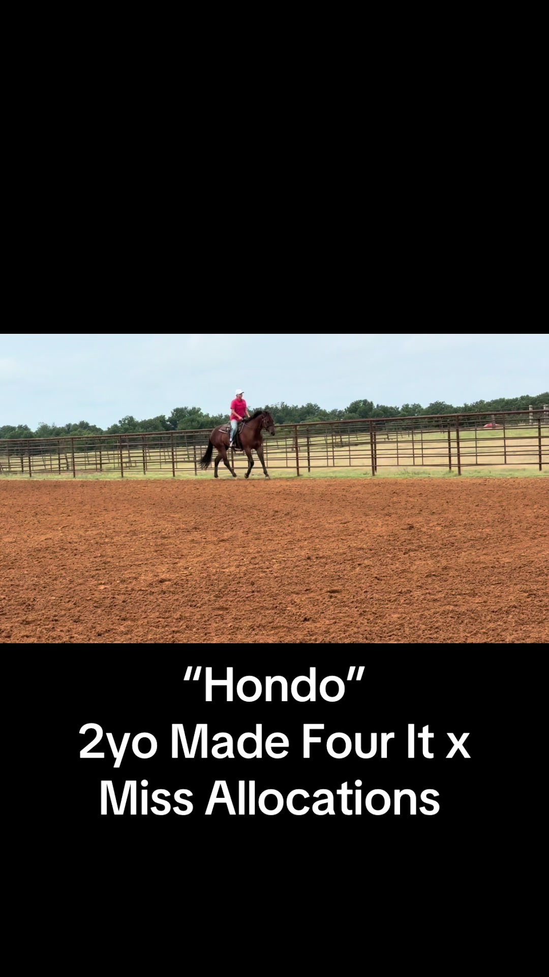 @Farley McLendon Show Horses