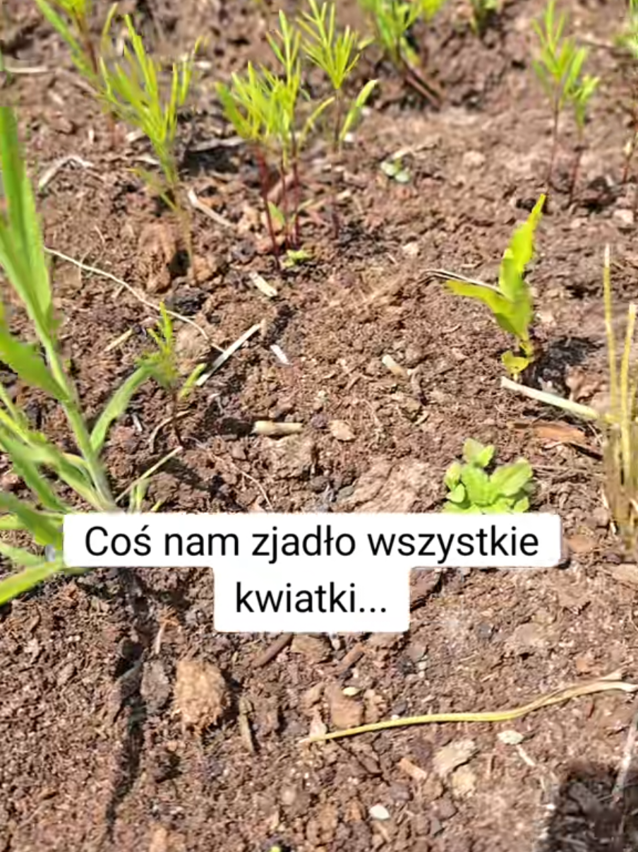 @Sylwia
