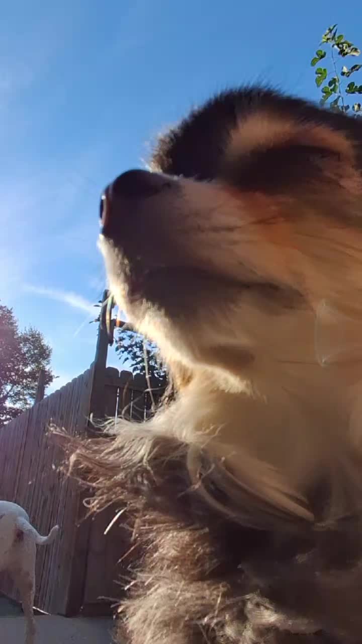 @DoggoDogz