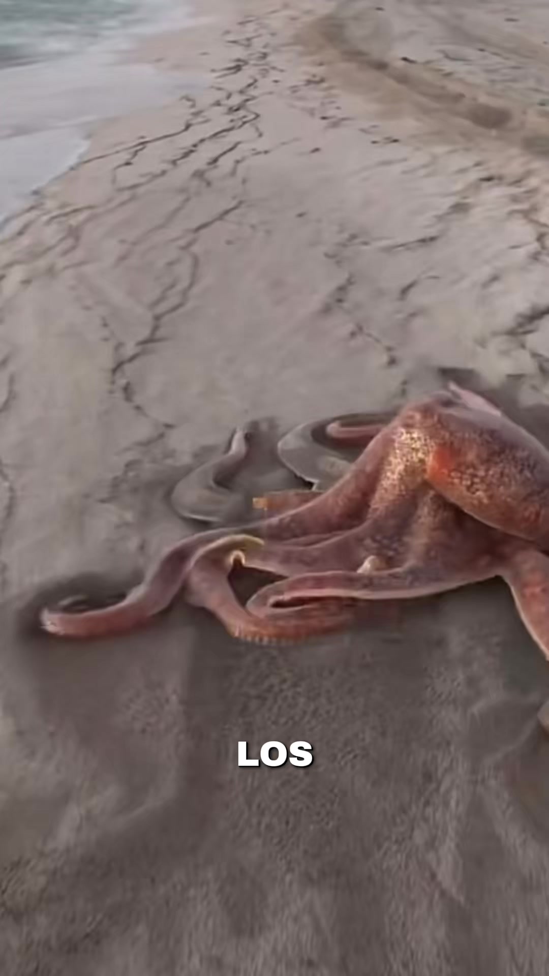 @CurioTemaS