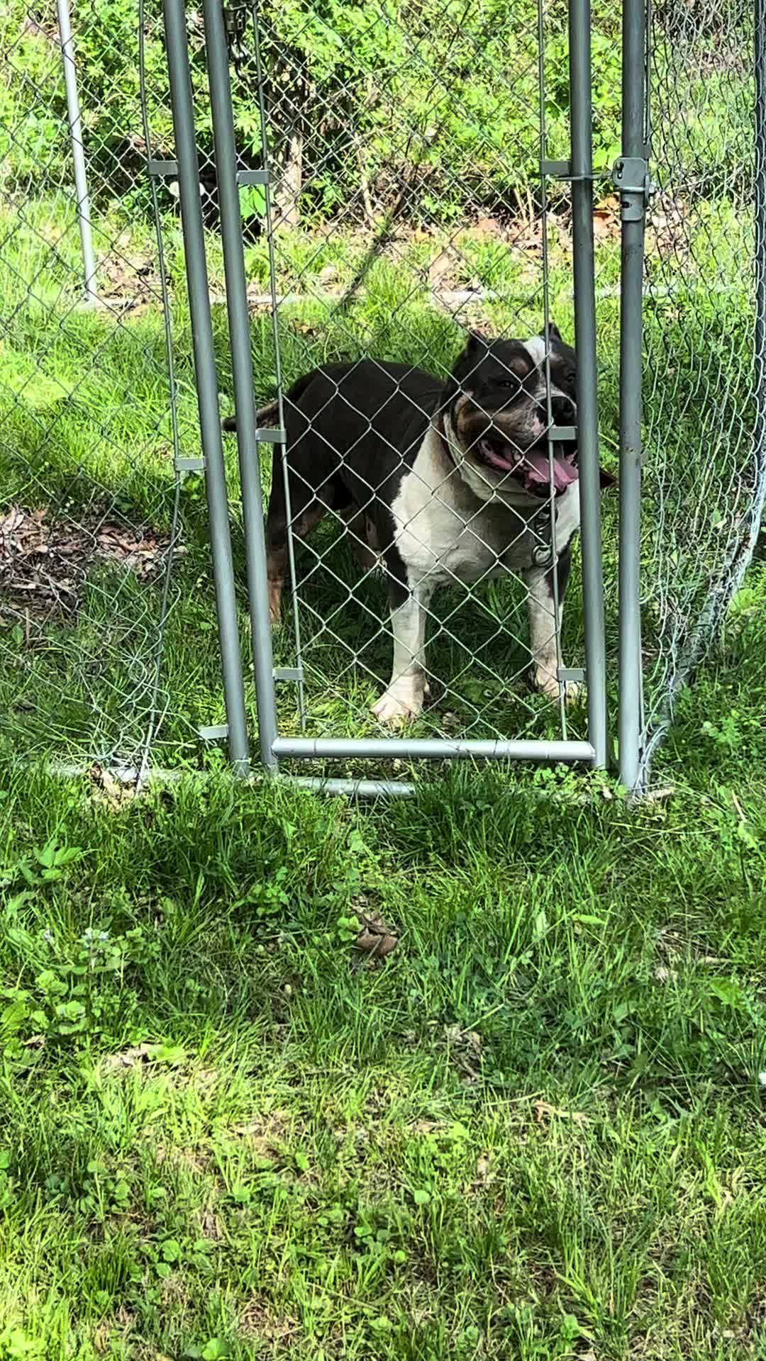 @kingsbullys