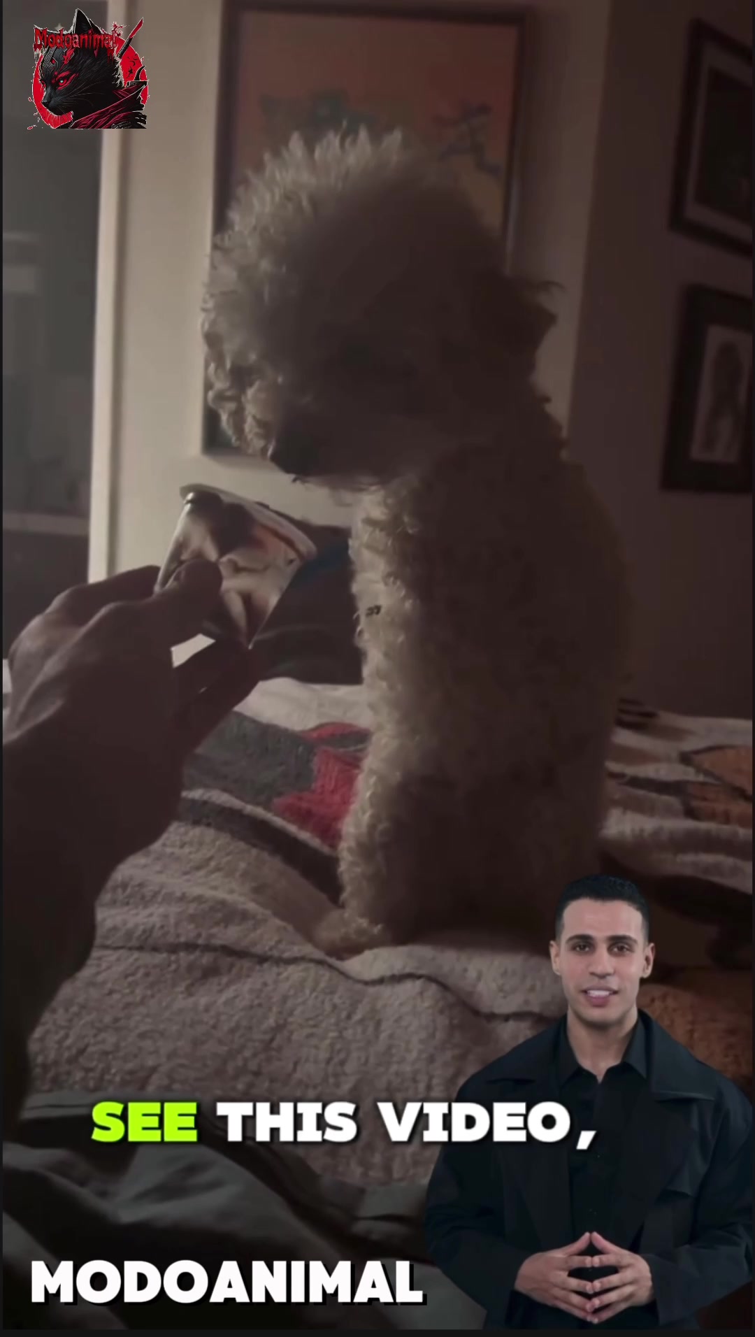 @Modoanimal