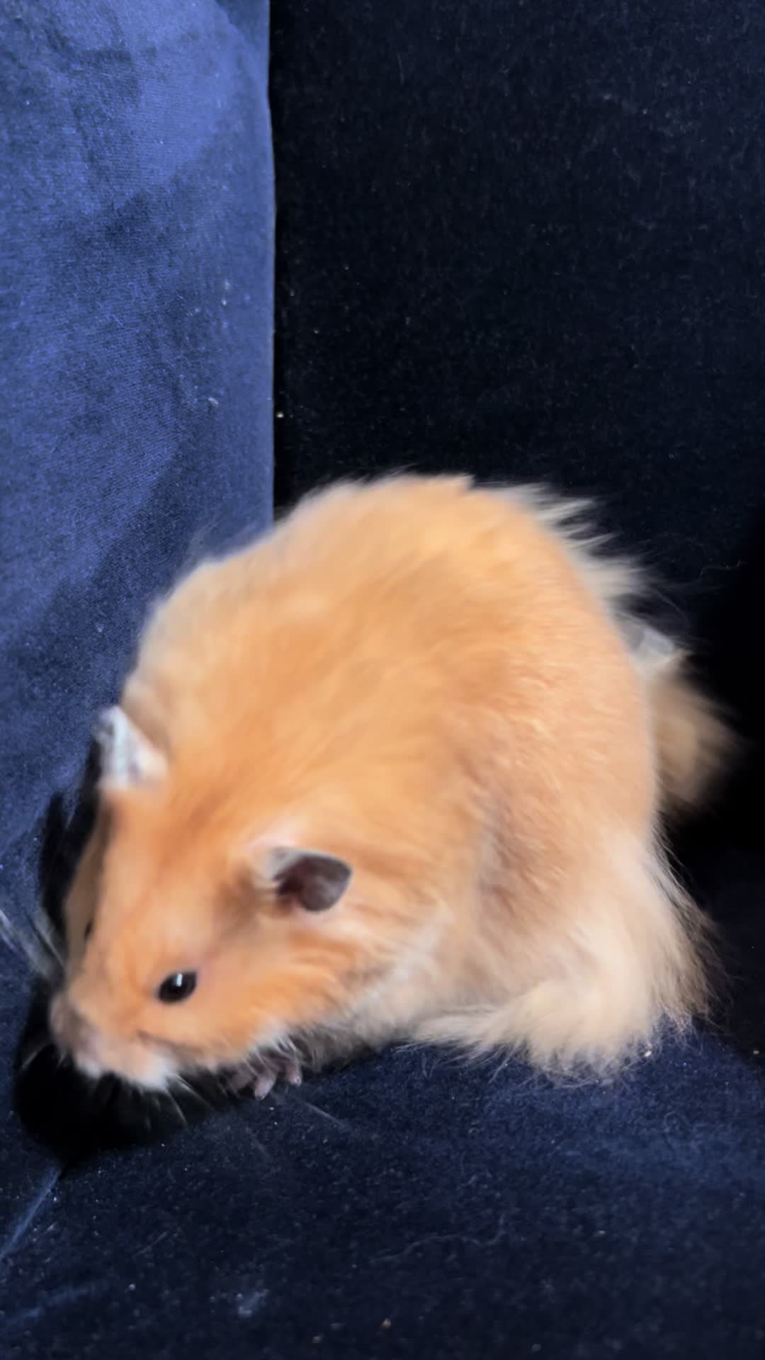 @Poppy Bee Hamstery