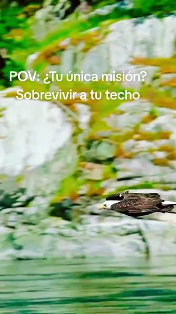 @🍀chaguis 🦁🦁