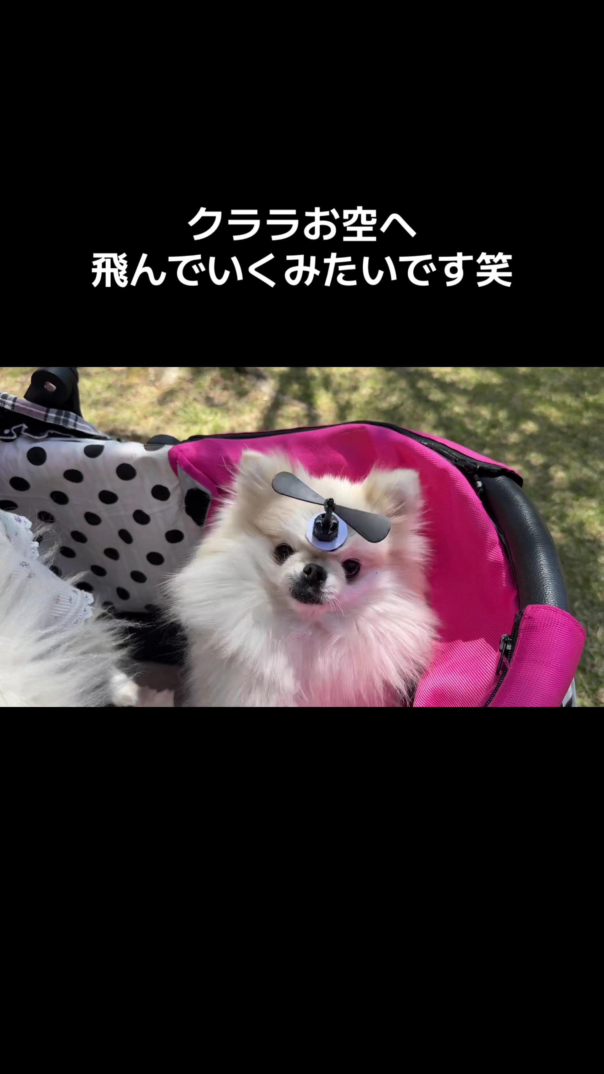 @なべちゃんチ🚐🐶🍊