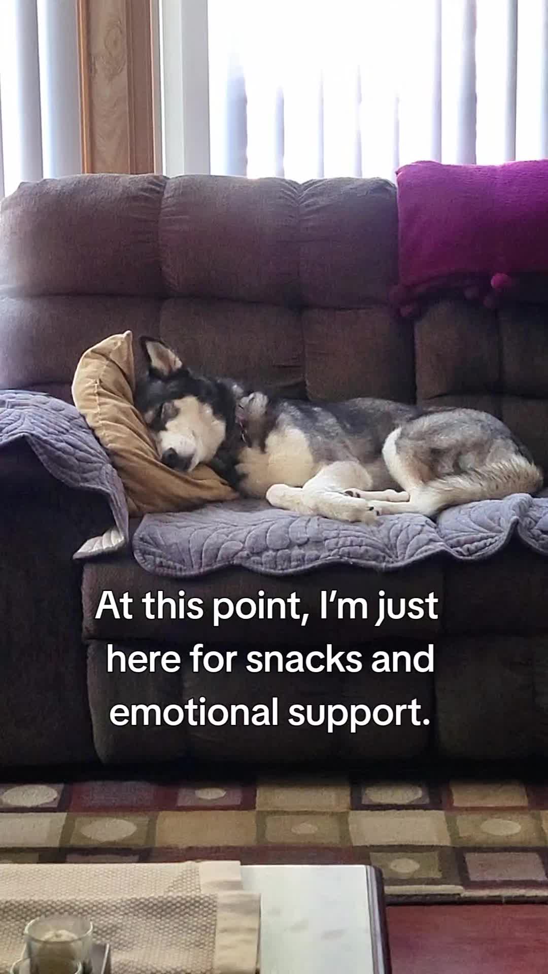 @the Hussey Husky