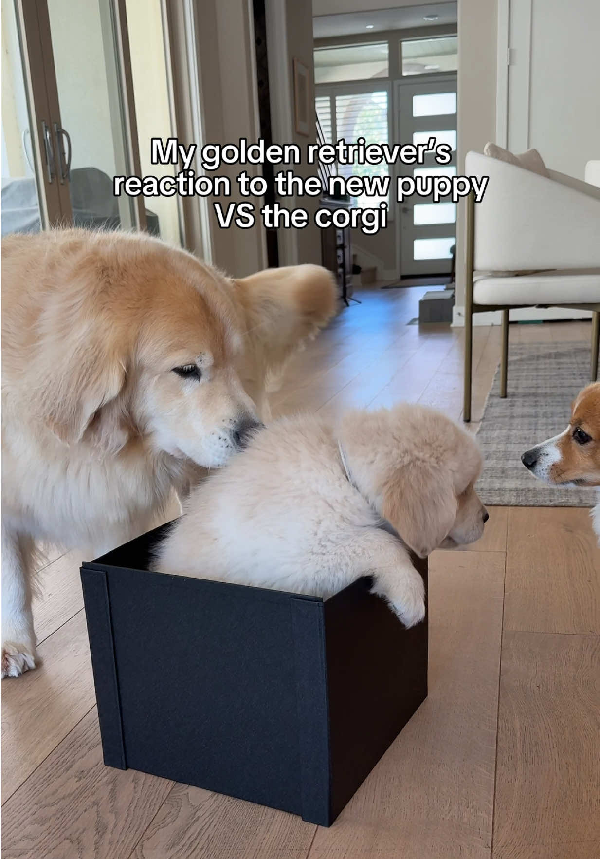 @Maui, Ruby +Hugo